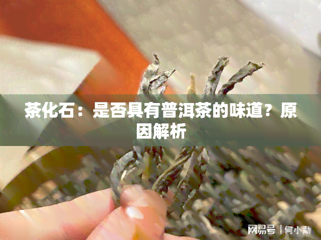 茶化石：是否具有普洱茶的味道？原因解析