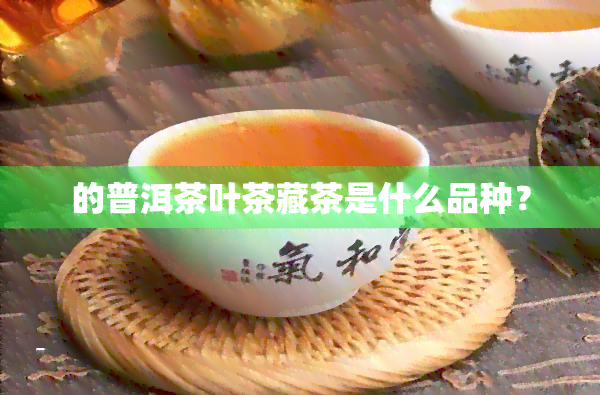 的普洱茶叶茶藏茶是什么品种？