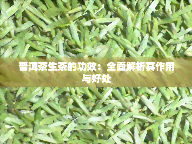 普洱茶生茶的功效：全面解析其作用与好处