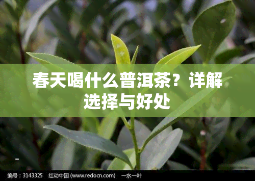 春天喝什么普洱茶？详解选择与好处