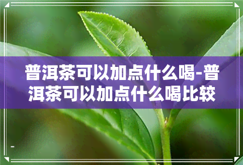 普洱茶可以加点什么喝-普洱茶可以加点什么喝比较好