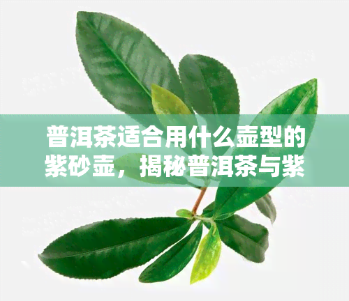 普洱茶适合用什么壶型的紫砂壶，揭秘普洱茶与紫砂壶的完美搭配：哪种壶型最适合？