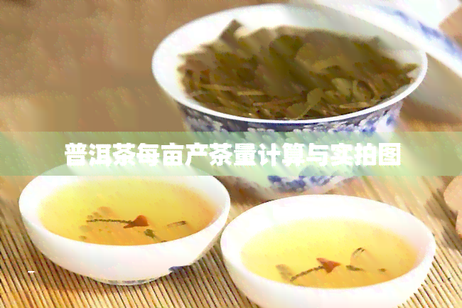 普洱茶每亩产茶量计算与实拍图