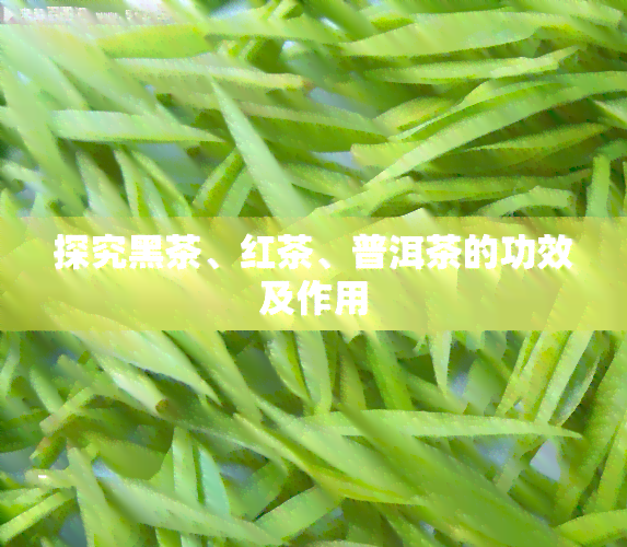 探究黑茶、红茶、普洱茶的功效及作用