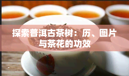 探索普洱古茶树：历、图片与茶花的功效