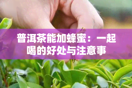 普洱茶能加蜂蜜：一起喝的好处与注意事