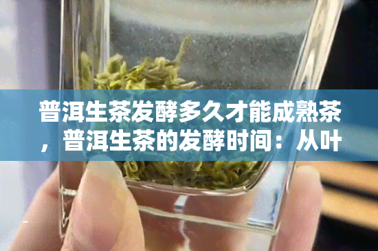 普洱生茶发酵多久才能成熟茶，普洱生茶的发酵时间：从叶到成熟茶需要多长时间？