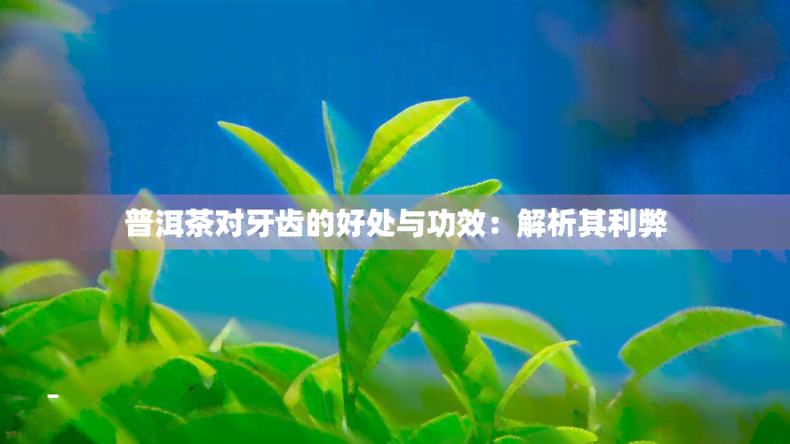 普洱茶对牙齿的好处与功效：解析其利弊