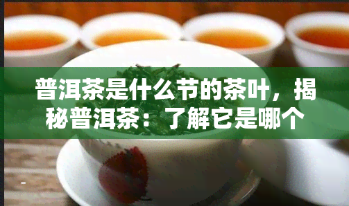 普洱茶是什么节的茶叶，揭秘普洱茶：了解它是哪个节的茶叶？