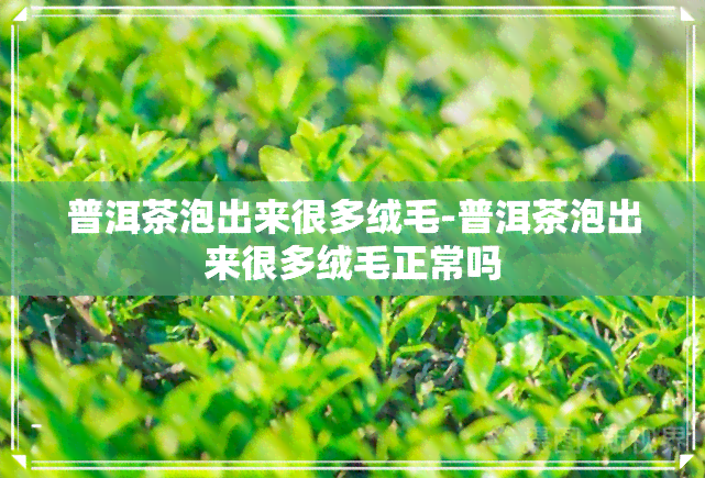 普洱茶泡出来很多绒毛-普洱茶泡出来很多绒毛正常吗