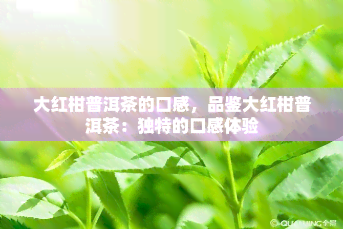 大红柑普洱茶的口感，品鉴大红柑普洱茶：独特的口感体验