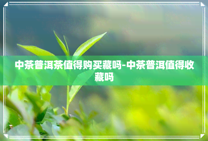 中茶普洱茶值得购买藏吗-中茶普洱值得收藏吗