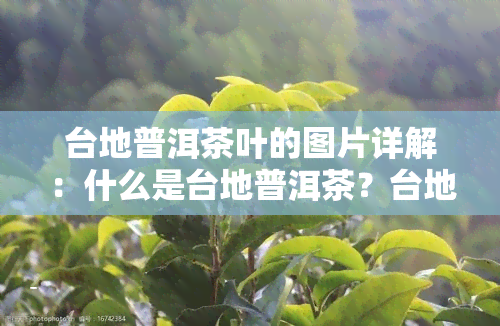 台地普洱茶叶的图片详解：什么是台地普洱茶？台地茶的意思是什么？