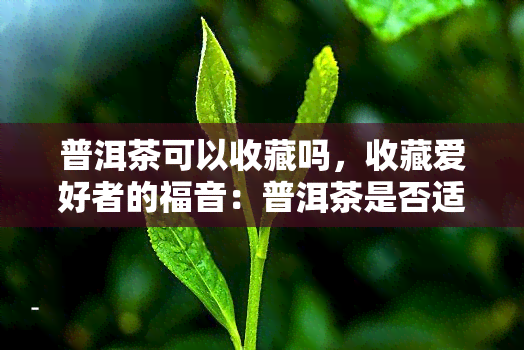 普洱茶可以收藏吗，收藏爱好者的福音：普洱茶是否适合收藏？