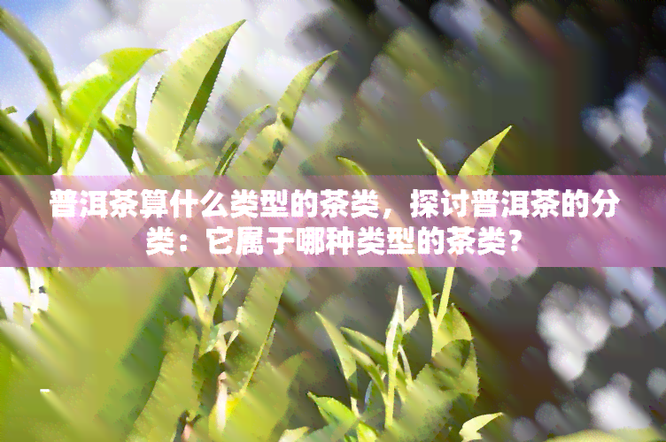 普洱茶算什么类型的茶类，探讨普洱茶的分类：它属于哪种类型的茶类？