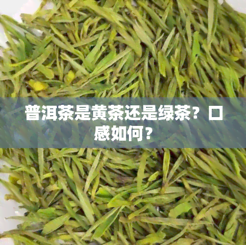 普洱茶是黄茶还是绿茶？口感如何？