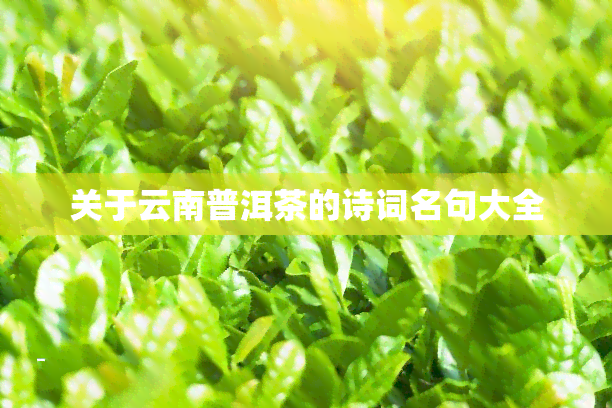 关于云南普洱茶的诗词名句大全