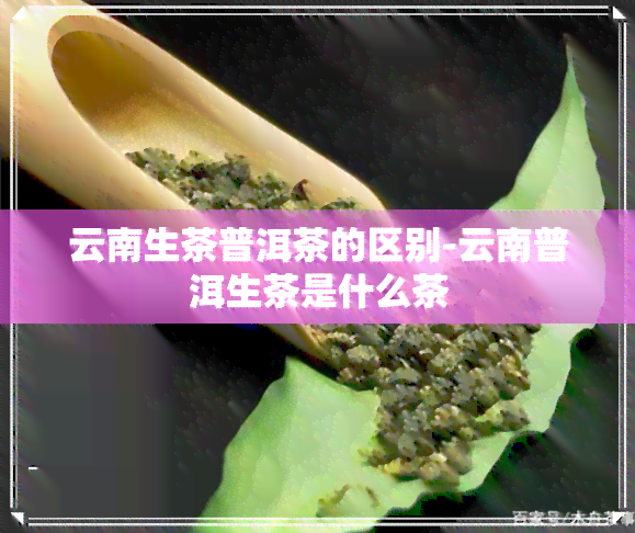 云南生茶普洱茶的区别-云南普洱生茶是什么茶