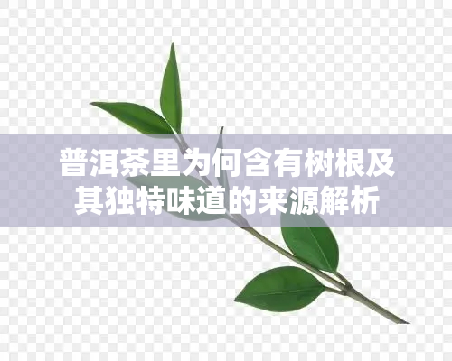 普洱茶里为何含有树根及其独特味道的来源解析