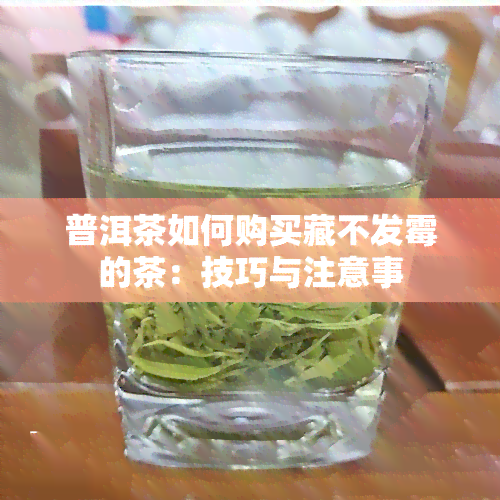 普洱茶如何购买藏不发霉的茶：技巧与注意事