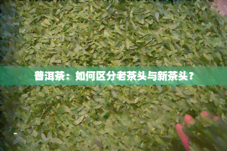 普洱茶：如何区分老茶头与新茶头？