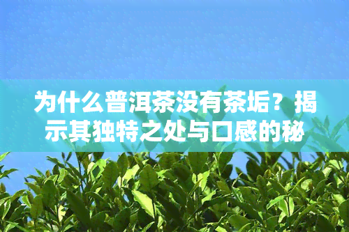 为什么普洱茶没有茶垢？揭示其独特之处与口感的秘密