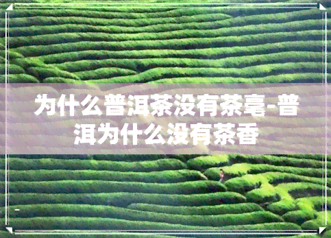 为什么普洱茶没有茶毫-普洱为什么没有茶香