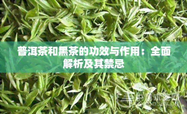 普洱茶和黑茶的功效与作用：全面解析及其禁忌