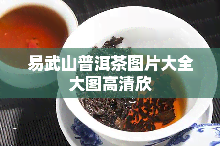 易武山普洱茶图片大全大图高清欣