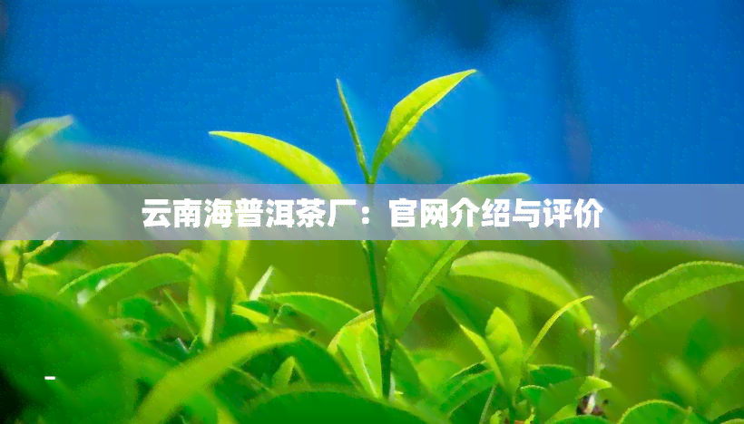 云南海普洱茶厂：官网介绍与评价