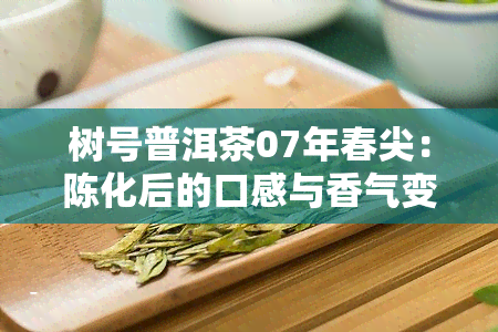 树号普洱茶07年春尖：陈化后的口感与香气变化