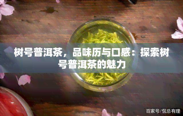 树号普洱茶，品味历与口感：探索树号普洱茶的魅力