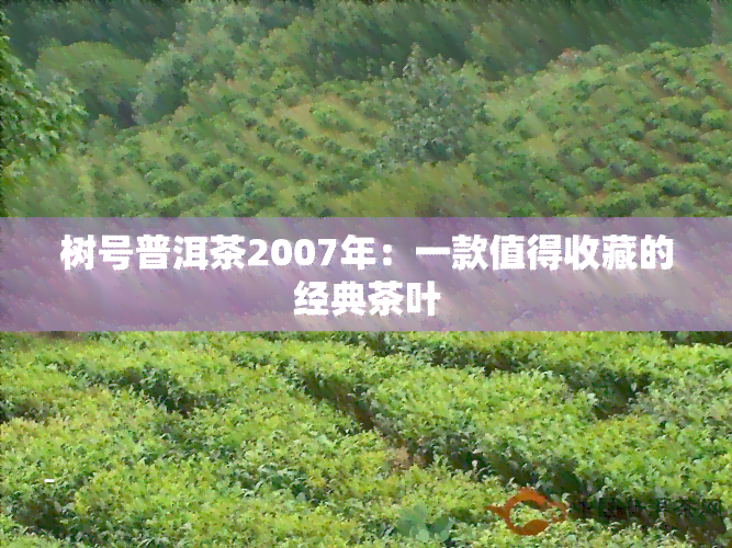 树号普洱茶2007年：一款值得收藏的经典茶叶