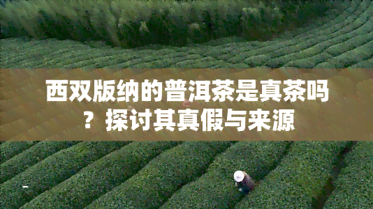 西双版纳的普洱茶是真茶吗？探讨其真假与来源