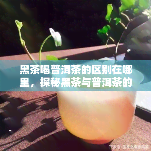 黑茶喝普洱茶的区别在哪里，探秘黑茶与普洱茶的不同之处：它们之间有何区别？