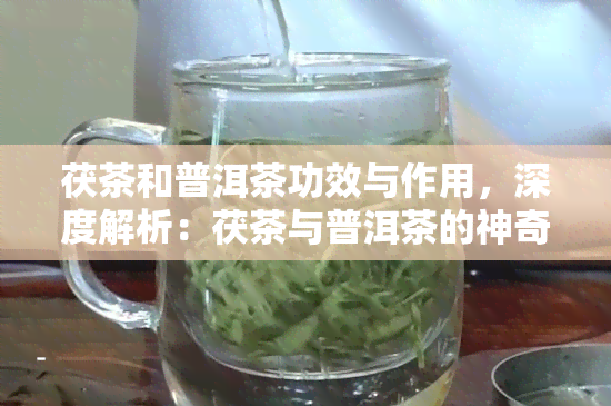 茯茶和普洱茶功效与作用，深度解析：茯茶与普洱茶的神奇功效与作用