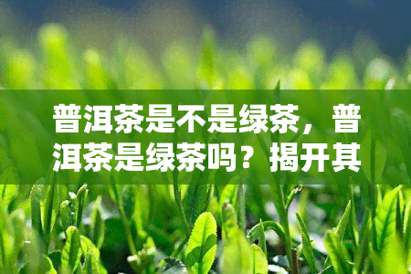 普洱茶是不是绿茶，普洱茶是绿茶吗？揭开其神秘面纱