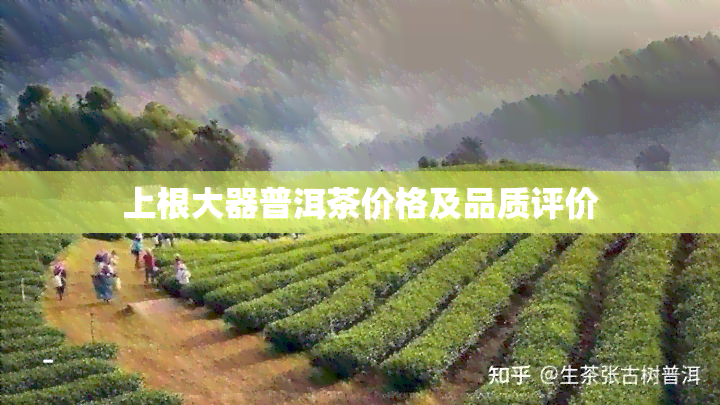 上根大器普洱茶价格及品质评价