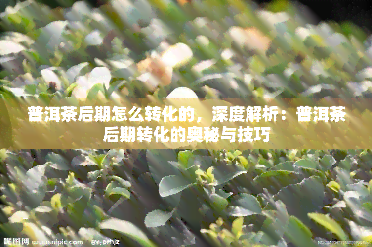 普洱茶后期怎么转化的，深度解析：普洱茶后期转化的奥秘与技巧