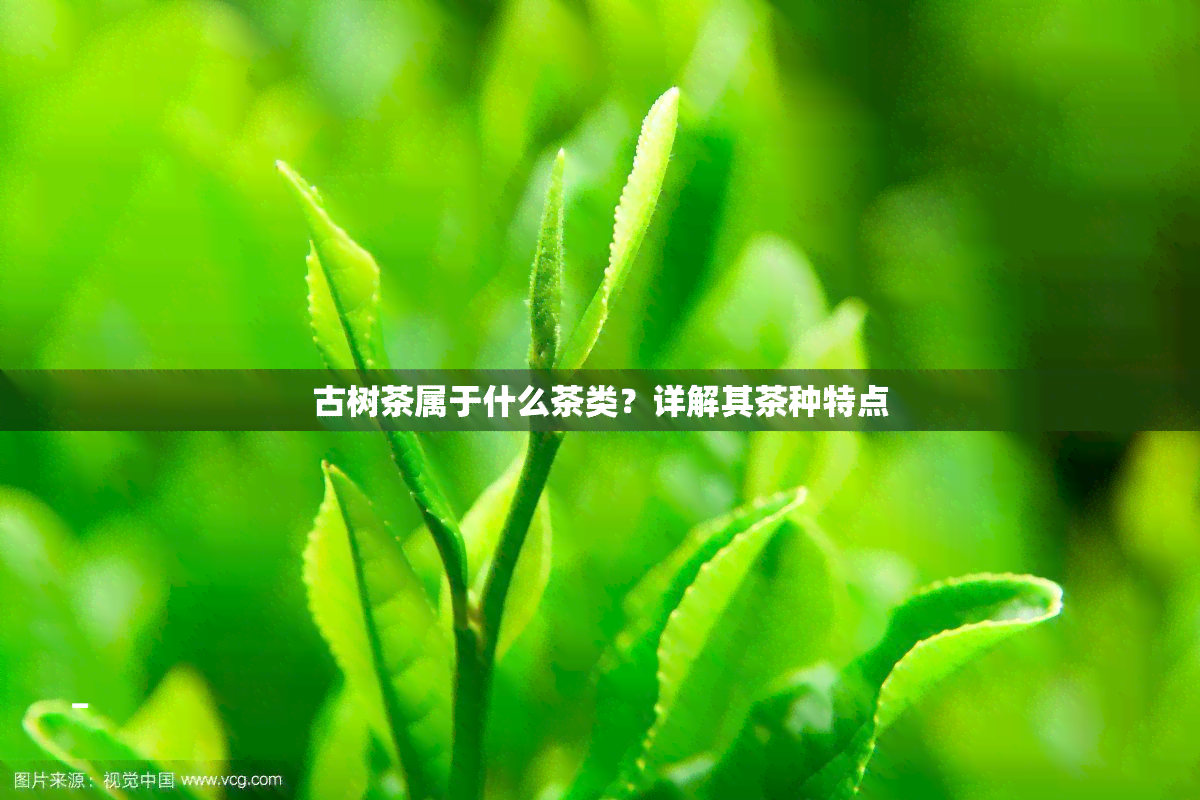 古树茶属于什么茶类？详解其茶种特点