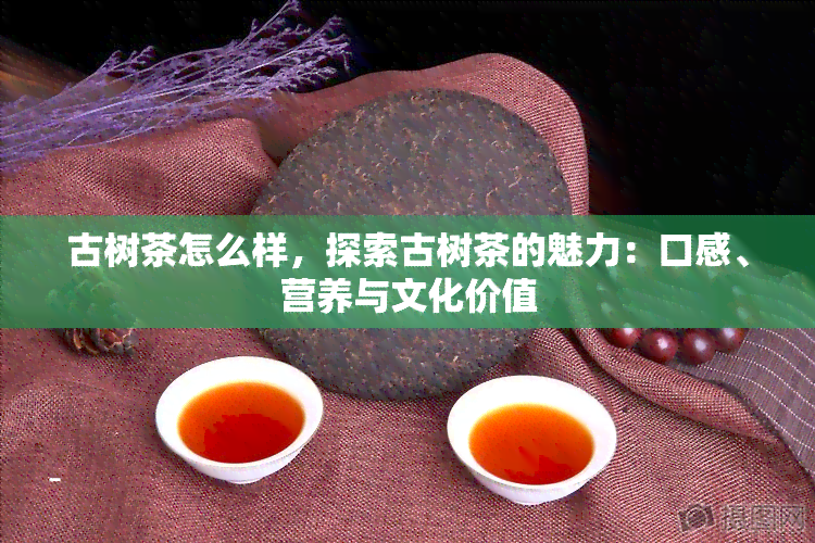 古树茶怎么样，探索古树茶的魅力：口感、营养与文化价值