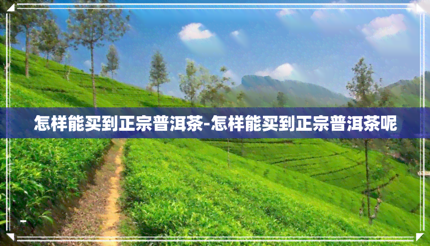 怎样能买到正宗普洱茶-怎样能买到正宗普洱茶呢