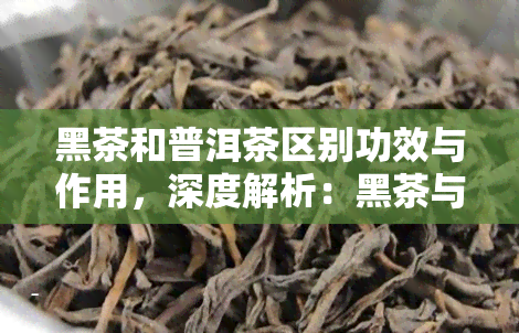 黑茶和普洱茶区别功效与作用，深度解析：黑茶与普洱茶的差异及各自独特功效与作用