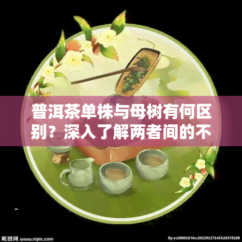 普洱茶单株与母树有何区别？深入了解两者间的不同