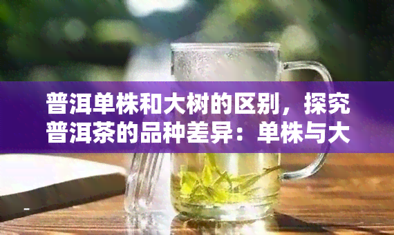 普洱单株和大树的区别，探究普洱茶的品种差异：单株与大树的不同之处