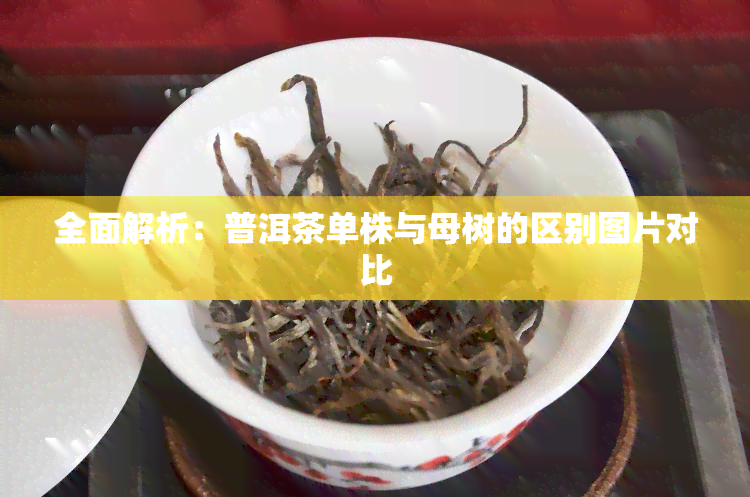 全面解析：普洱茶单株与母树的区别图片对比