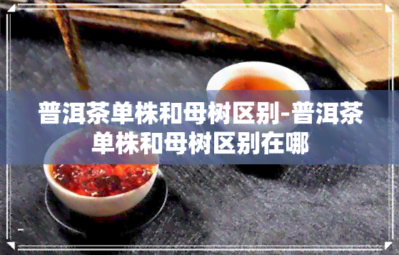 普洱茶单株和母树区别-普洱茶单株和母树区别在哪