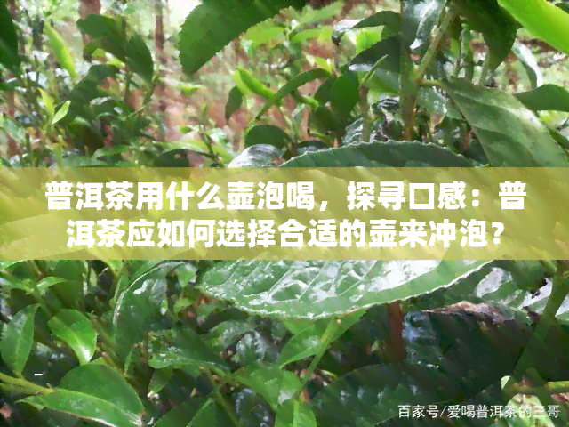 普洱茶用什么壶泡喝，探寻口感：普洱茶应如何选择合适的壶来冲泡？