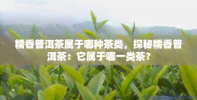 糯香普洱茶属于哪种茶类，探秘糯香普洱茶：它属于哪一类茶？