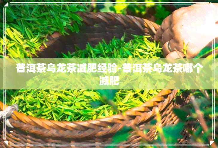 普洱茶乌龙茶减肥经验-普洱茶乌龙茶哪个减肥